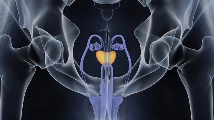 Grafische Darstellung der Prostata